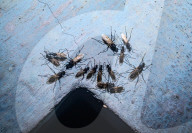 Winged Carpenter Ants (Camponotus Spp.) - Hercules Ants - Winged Termites - Monsoon