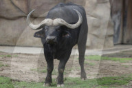  Various Species Such As Wolves, Elephants, Lions, And Giraffes Were Seen At The Mexico City Zoo, Despite The Rain In The Capital.