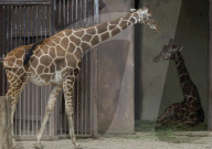  Various Species Such As Wolves, Elephants, Lions, And Giraffes Were Seen At The Mexico City Zoo, Despite The Rain In The Capital.