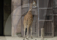  Various Species Such As Wolves, Elephants, Lions, And Giraffes Were Seen At The Mexico City Zoo, Despite The Rain In The Capital.