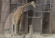  Various Species Such As Wolves, Elephants, Lions, And Giraffes Were Seen At The Mexico City Zoo, Despite The Rain In The Capital.