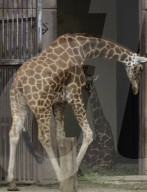  Various Species Such As Wolves, Elephants, Lions, And Giraffes Were Seen At The Mexico City Zoo, Despite The Rain In The Capital.