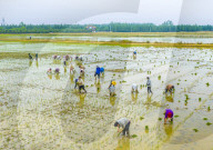 Rice Breeding Base in Suqian
