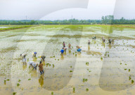 Rice Breeding Base in Suqian