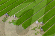 Rice Breeding Base in Suqian