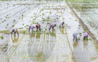 Rice Breeding Base in Suqian