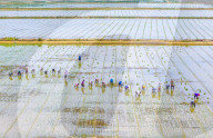 Rice Breeding Base in Suqian