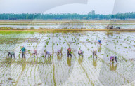 Rice Breeding Base in Suqian