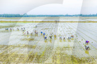 Rice Breeding Base in Suqian