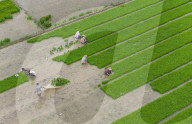 Rice Breeding Base in Suqian