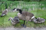Gosling Boom As Canada Geese Take Over Edmonton Parks
