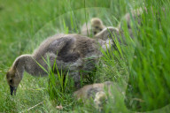 Gosling Boom As Canada Geese Take Over Edmonton Parks
