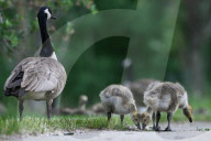Gosling Boom As Canada Geese Take Over Edmonton Parks