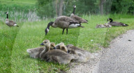 Gosling Boom As Canada Geese Take Over Edmonton Parks