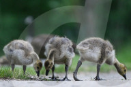 Gosling Boom As Canada Geese Take Over Edmonton Parks
