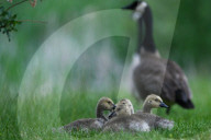 Gosling Boom As Canada Geese Take Over Edmonton Parks