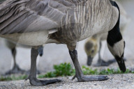 Gosling Boom As Canada Geese Take Over Edmonton Parks