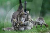 Gosling Boom As Canada Geese Take Over Edmonton Parks