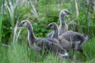 Gosling Boom As Canada Geese Take Over Edmonton Parks