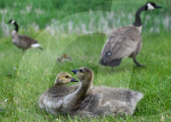 Gosling Boom As Canada Geese Take Over Edmonton Parks
