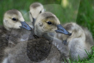 Gosling Boom As Canada Geese Take Over Edmonton Parks