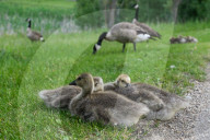 Gosling Boom As Canada Geese Take Over Edmonton Parks