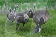 Gosling Boom As Canada Geese Take Over Edmonton Parks