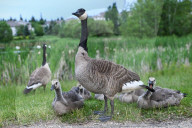 Gosling Boom As Canada Geese Take Over Edmonton Parks