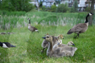 Gosling Boom As Canada Geese Take Over Edmonton Parks