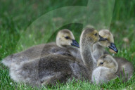 Gosling Boom As Canada Geese Take Over Edmonton Parks