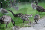 Gosling Boom As Canada Geese Take Over Edmonton Parks