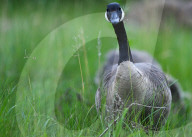 Gosling Boom As Canada Geese Take Over Edmonton Parks