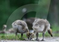Gosling Boom As Canada Geese Take Over Edmonton Parks