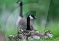 Gosling Boom As Canada Geese Take Over Edmonton Parks