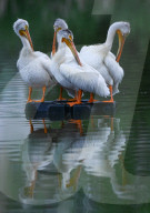 Pelicans Return To Alberta For The Season