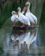 Pelicans Return To Alberta For The Season
