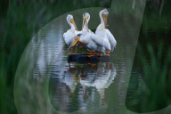 Pelicans Return To Alberta For The Season