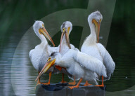 Pelicans Return To Alberta For The Season