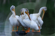 Pelicans Return To Alberta For The Season