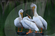 Pelicans Return To Alberta For The Season