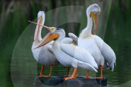 Pelicans Return To Alberta For The Season