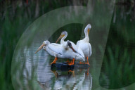 Pelicans Return To Alberta For The Season