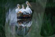 Pelicans Return To Alberta For The Season