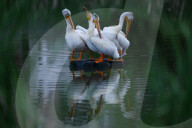 Pelicans Return To Alberta For The Season