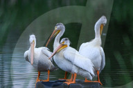 Pelicans Return To Alberta For The Season