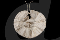 Tatty 400-year-old ruff sells for £299,000 GBP