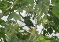 Birds In India
