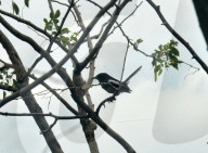 Birds In India