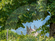 Man At Lake In Summer