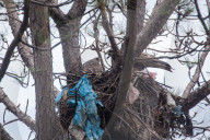 Eagles In Nepal